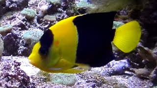 Bicolor Angelfish [upl. by Rialcnis159]