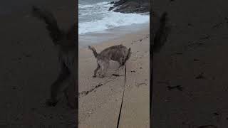 Stanley Playing On The Beach cornwall beach lurcher [upl. by Yarezed996]