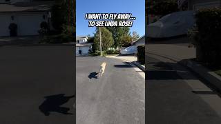 Labrador Retriever Flies Away To Ring Neighbor’s Doorbell dog cuteanimals cutedog love [upl. by Placido428]