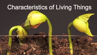 Characteristics of Living ThingsWhat makes something alive [upl. by Deidre]