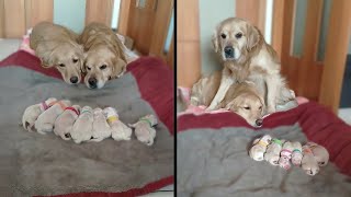 Dog Parents Watching Over Their Newborn Puppies [upl. by Adnilym]