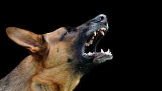 Dog barking sounds happy angry and loudly [upl. by Angi]