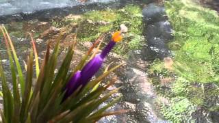 EASY AIR PLANT CARE HOW TO POLLINATE A TILLANDSIA AIR PLANT FLOWER [upl. by Suehtomit290]