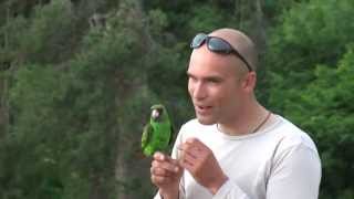 Jardines Parrot Free flight Czech Rep 2 [upl. by Gristede]