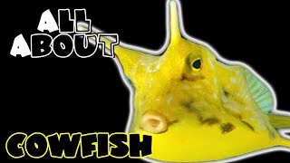 All About The Cowfish [upl. by Ahsikyt]