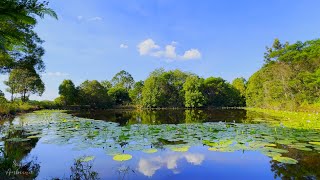 Serene Tranquility Lotus Pond Oasis under Azure Skies for Relaxation Sleep Stress Relief [upl. by Soiritos748]