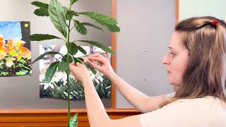 Gardeners Almanac Indoor Plant Pests  Part 2 Mealy Bugs [upl. by Delwin]