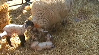 Baby Sheep Lamb Being Born  Lambing [upl. by Par]