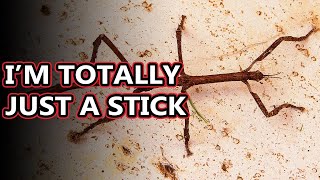 Walking Stick facts aka stick and leaf bugs  Animal Fact Files [upl. by Cotsen526]