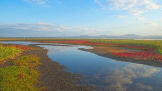 JG☆☆8K HDR 北海道 サロマ湖周辺のサンゴソウアッケシソウ HokkaidoGlasswort in Lake Saroma Area [upl. by Airotel]