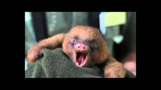 Best Cry Ever Adorable Baby Sloth Yawning [upl. by Darrey]