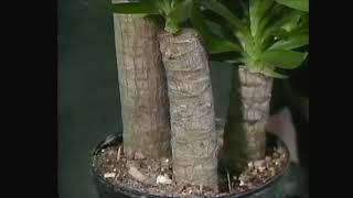 Yucca Plant Indoors Care Tips  Gardenfrontier [upl. by Divine]