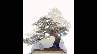 Rick Wu Lingnan Bonsai Photo Gallery 1 中國嶺南盆景相片集1 [upl. by Sarah]