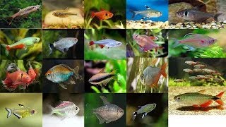 Top 41 beautiful tetra fish [upl. by Myra]