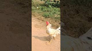 Its time for white amp red blood line murga 🐓🩵murga rooster aseelmurgalover viralshot foryou [upl. by Ybok763]