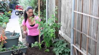 How to Stake Raspberries  The Chefs Garden [upl. by Araiek]