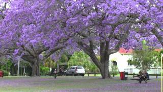 Jacaranda Festival [upl. by Eiramaliehs]