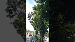 Beautiful Mahogany Treenature satisfying short support beautiful subscribe share like tree [upl. by Patterson645]