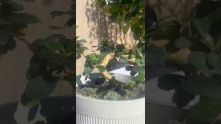 New Bonsai Fukein Tea tree youtubeshorts nature plants [upl. by Arreip291]