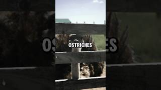 Interesting facts about ostriches animals ostrich [upl. by Christal]