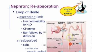 AP Biology Chapter 44 HomeostasisExcretion Part 2 [upl. by Nojel711]