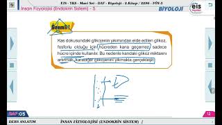 Mavi Set Biyoloji 2  İnsan Fizyolojisi Endokrin Sistem  5 🔬 [upl. by Combes]