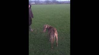 deerhound x pup retrieving [upl. by Winsor]