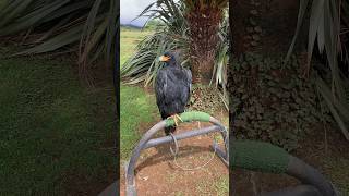 African black eagle 🦅 shortsblackeagle africa [upl. by Ainafetse]