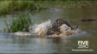 Jaguar Drowns Crocodile in Brazil [upl. by Chlo655]