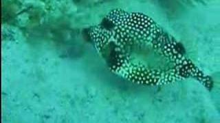 Dive French Reef Key Largo [upl. by Adnilahs]