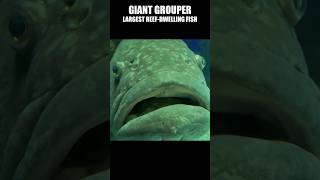 Fish Face of the Giant Grouper fish grouper aquarium [upl. by Market]