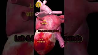 LUB DUB Heart ❤ sounds heart heartsound doctor viral doctor shortvideo aiims human [upl. by Terrye360]