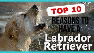 10 Reasons To Have a Labrador Retriever  Every Dog Lover Should Know [upl. by Jacky]