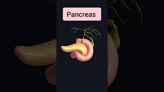 Pancreas anatomy pancreas shorts viral [upl. by Ailgna615]