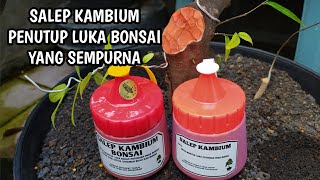 Salep Kambium Penutup Luka Pada Bonsai Yang Sempurna [upl. by Haram488]