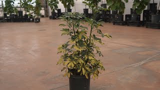 Schefflera Arboricola Variegated  greengate Garden Centres [upl. by Notnil]