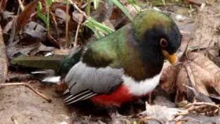 Elegant Trogon eats Giant Water Bug Part 2 [upl. by Romaine]