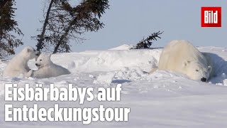 Minus 65 Grad An diesem Ort fühlen sich nur Eisbären wohl [upl. by Felicie73]