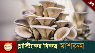 মাইসেলিয়াম প্রযুক্তি Mushroom or Mycelium Technology may be an alternative to plastic Ep 39 [upl. by Joelle670]