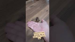 Quail training  step up trick baby bird quail chicks cute [upl. by Alegnad]