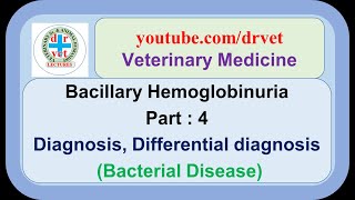 Bacillary Hemoglobinuria Part 4  diagnosis differential diagnosis [upl. by Secnarf]