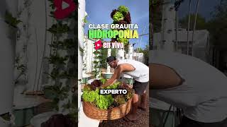 Hidroponia en casa cultivarencasa plantas cultivohidroponico cultivaencasa jardin [upl. by Blank]