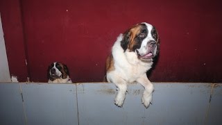 StBernard Puppies [upl. by Nilyram141]