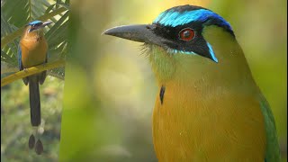 Lessons Motmot and its Call [upl. by Germin]