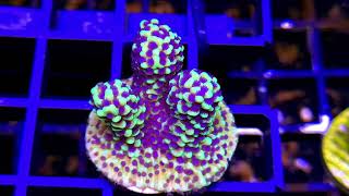 Montipora Capitata  Purple Polyp [upl. by Roots338]