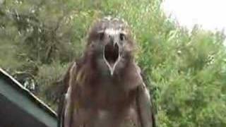 redtailed hawk screaming [upl. by Etnoed]