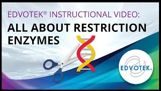 Edvotek Instructional Video All About Restriction Enzymes [upl. by Donnell983]