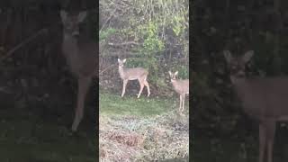 SANTA’S REINDEER IN MYYARD 😱 christmas asmr home [upl. by Ian]