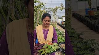 Vegetables harvesting in my garden కూరగాయలు vegetables mygarden gardening shortvideo ytshorts [upl. by Hecker]