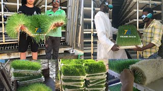 Industrial fodder sprouting machine how to grow seeds automatic [upl. by Dellora]